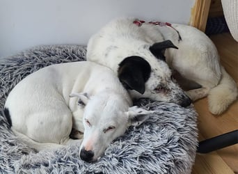 ♥KOBOLD♥ auf Pflegestelle in Essen - hübscher, ganz lieber, sensibler Hundejunge 51 cm