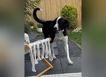 YAFFA, superliebe Spätzünderin, Pflegestelle Köln, 56 cm, 2,5 Jahre, Mischling, Tierschutz Rumänien