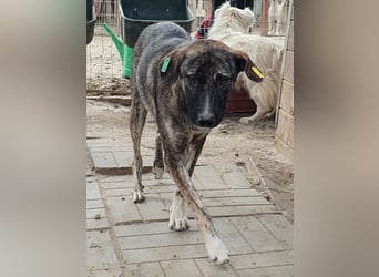 ♥FREDDY♥ süßer, sanfter, ruhiger Junghund mit einer sehr angenehmen zurückhaltenden Art 54 cm