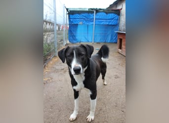 ⭐️YASIN⭐️, Traumtyp, Rüde, 2,5 Jahre, 56 cm, Mischling, Tierschutz Rumänien