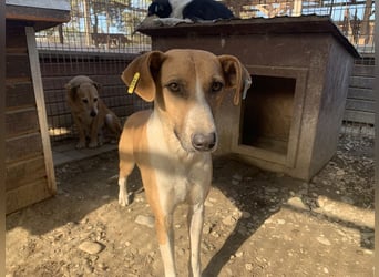 ♥OLIVIA♥ zuckersüße, sehr liebe Hündin, die im Tierheim anfangs noch vorsichtig ist 59 cm