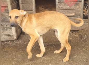 ♥KLAUSI♥ zuckersüßer, zarter, ganz lieber, verspielter Junghund - mittelgroß