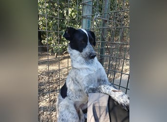 ♥NELIA♥ hübsche, weiß gepunktete, süße Hündin mit einem sensiblen, zurückhaltenden Wesen 56 cm