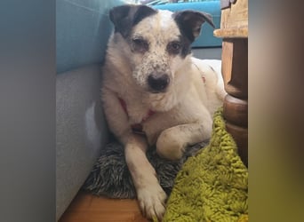 ♥KOBOLD♥ auf Pflegestelle in Essen - hübscher, ganz lieber, sensibler Hundejunge 51 cm