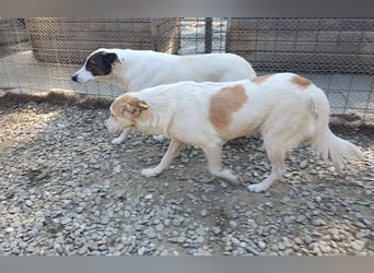 ♥CINDY♥ wunderschöne, neugierige Hündin, die noch unsicher im Umgang mit Menschen ist 54 cm