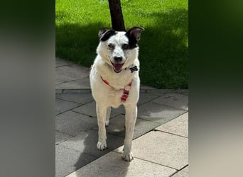 ♥KOBOLD♥ auf Pflegestelle in Essen - hübscher, ganz lieber, sensibler Hundejunge 51 cm