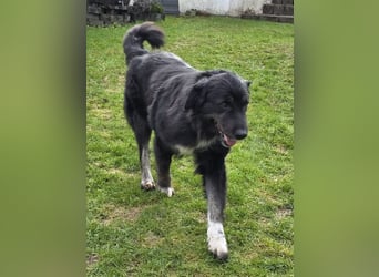 ♥SVENJA♥ neu auf Pflegest bei Leverkusen - wunderschöne, verschmuste Hündin mit längerem Fell 54cm