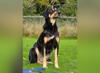 ♥STELLA♥ auf Pflegestelle bei Leverkusen -unglaublich menschenbezogene, aktuell zu dünne Hündin 60cm