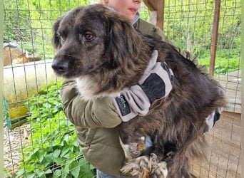 ♥LOTTA♥ wunderschöne, sensible, noch etwas unsichere Hündin, die sich langsam aufgibt 57 cm