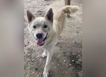♥TIMMY♥ wunderbarer, lieber netter Rüde, der uns Menschen richtig gern mag 51 cm
