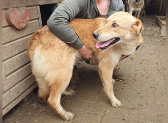 ♥NAEMI♥ ganz aufgeschlossene, verspielte, witzige Hündin 53 cm - ein echter Sonnenschein