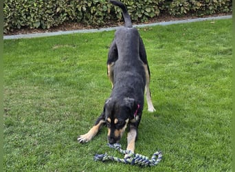 NOTFALL ♥STELLA♥ auf Pflegestelle bei Leverkusen -unglaublich menschenbezogene, zu dünne Hündin 60cm