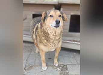 ♥BOSKO♥ verschmuster, bezaubernder, lockiger Rüde - eine echte Knutschkugel 51 cm