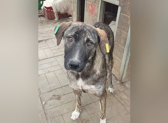 ♥FREDDY♥ süßer, sanfter, ruhiger Junghund mit einer sehr angenehmen zurückhaltenden Art 54 cm