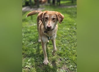 ♥GHANDI♥ neu auf Pflegestelle bei Köln - wunderbarer, ganz menschenbezogener Rüde 57 cm