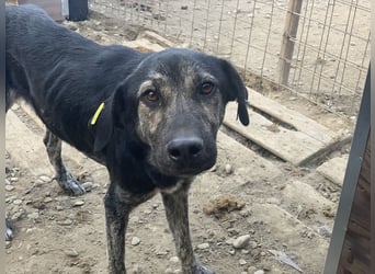 ♥SICCO♥ zu dünner, verschmuster, sehr menschenbezogener Rüde 60 cm