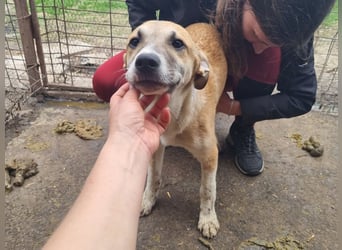 ♥BONNIE♥ zuckersüße, verspielte Junghündin, die schnell ausreisen sollte - wird größer