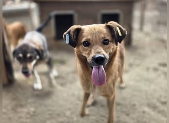♥JAKOB♥ süßer, anhänglicher Rüde voller Emotionen, der so viel Herz und Lebensfreude hat 56 cm