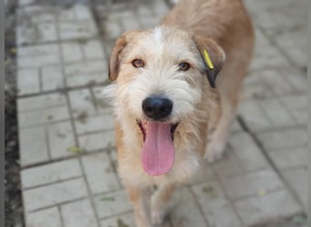 ♥CHAP♥ hübscher, ganz zutraulicher und neugieriger Gute-Laune-Hund 57 cm