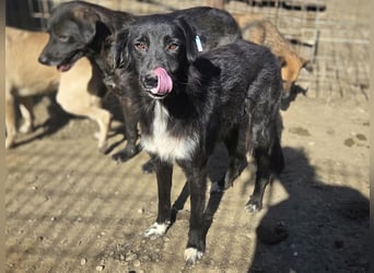 ♥MAURILIO♥ zuckersüßer, sanfter, noch vorsichtiger Rüde, der schon 3 Jahre im Tierheim lebt 55 cm