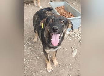 ♥MATTEO♥ wunderschöner, verschmuster, anhänglicher Junior mit leuchtend braunen Augen 52 cm