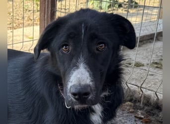 ♥TESSA♥ so liebe, zarte, sensible Hündin, die von ihrem Besitzer im Tierheim abgegeben wurde 58 cm