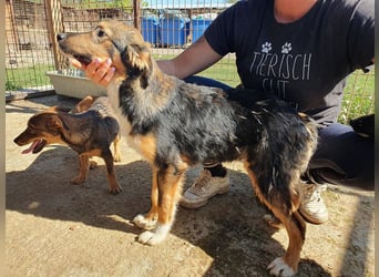 ♥MILO♥ entzückender, verschmuster, sportlicher Junghund; der ideale Familienhund - mittelgroß