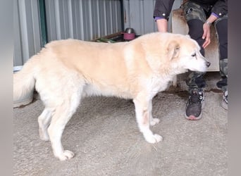 ♥FRANZ♥ ganz lieber, ruhiger, dankbarer Plüschhund, der ein Leben voller Entbehrungen hatte 52 cm