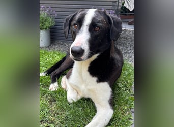 YAFFA, superliebe Spätzünderin, Pflegestelle Köln, 56 cm, 2,5 Jahre, Mischling, Tierschutz Rumänien