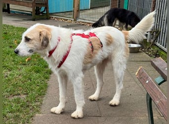 ♥MARLON♥ auf Pflegestelle bei Köln - hübscher, sehr menschenbezogener, kluger und aktiver Rüde 54 cm