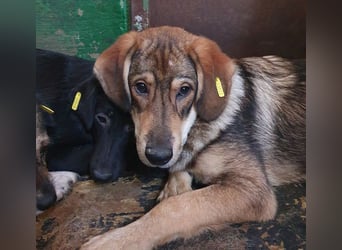 ♥MARLIN♥ ruhiger, lieber, vorsichtiger Rüde, der im Tierheim völlig überfordert ist 52 cm