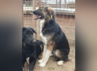 ♥MIA♥ ganz zutrauliche, verschmuste, wunderschöne tricolor-Hündin 56 cm