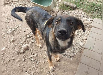 ♥MATTEO♥ wunderschöner, verschmuster, anhänglicher Junior mit leuchtend braunen Augen 52 cm