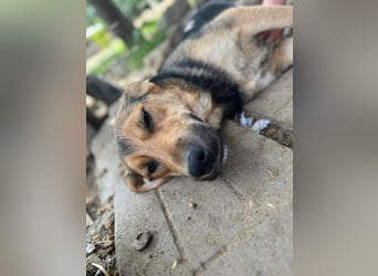 ♥VITA♥ sehr zutrauliche, liebe, neugierige Schmusebacke 52 cm