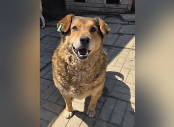 ♥BOSKO♥ verschmuster, bezaubernder, lockiger Rüde - eine echte Knutschkugel 51 cm
