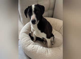 YAFFA, superliebe Spätzünderin, Pflegestelle Köln, 56 cm, 2,5 Jahre, Mischling, Tierschutz Rumänien