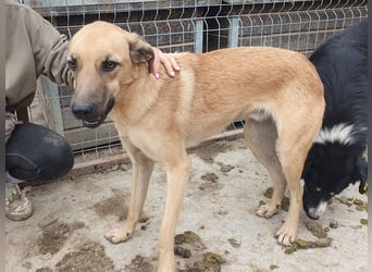 ♥MIRO♥ wunderschöner, ganz liebenswerter Schatz, der sicher schnell Vertrauen fasst 57 cm