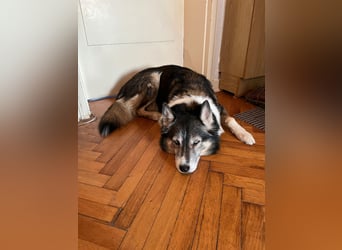 PUCKI, Husky-Border Collie-Mix, 7 Jahre, 60 cm, Pflegestelle Düsseldorf, Tierschutz