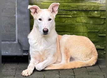 ♥SEPPI♥ auf Pflegestelle bei Köln - süßer, ganz lieber, etwas unsicherer Junior 59 cm