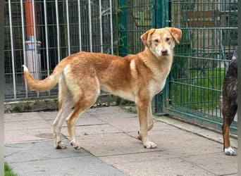 ♥GHANDI♥ neu auf Pflegestelle bei Köln - wunderbarer, ganz menschenbezogener Rüde 57 cm