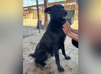 ♥KINDRA♥ süße, total liebe, verschmuste und unaufdringliche Hündin 55 cm