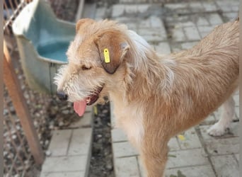 ♥CHAP♥ hübscher, ganz zutraulicher und neugieriger Gute-Laune-Hund 57 cm