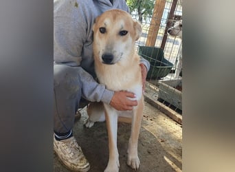 ♥RANDY♥ wunderschöner creme-weißer, anfangs noch zurückhaltender, ganz lieber Jungrüde 57 cm