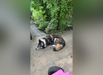 PUCKI, Husky-Border Collie-Mix, 7 Jahre, 60 cm, Pflegestelle Düsseldorf, Tierschutz