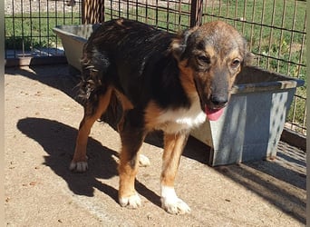 ♥MILO♥ entzückender, verschmuster, sportlicher Junghund; der ideale Familienhund - mittelgroß
