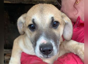 ♥BONNIE♥ zuckersüße, verspielte Junghündin, die schnell ausreisen sollte - wird größer