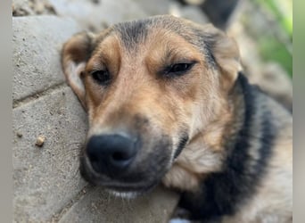 ♥VITA♥ sehr zutrauliche, liebe, neugierige Schmusebacke 52 cm