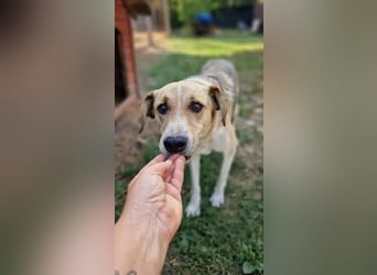 NOTFALL ♥MINELLA♥ anfangs noch vorsichtige, liebe, hübsche Hündin, die gemobbt wird 50-55 cm