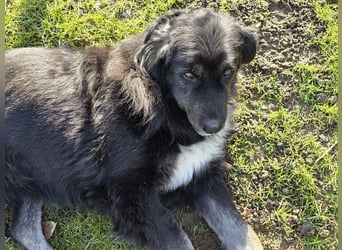 ♥SVENJA♥ neu auf Pflegest bei Leverkusen - wunderschöne, verschmuste Hündin mit längerem Fell 54cm