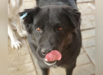 ♥RABAN♥ ganz menschenbezogener, sehr liebenswerter Rüde mit den schicken Stiefeln 57cm